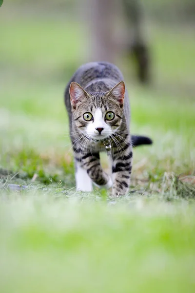 Cat Running Camera — Stock Photo, Image