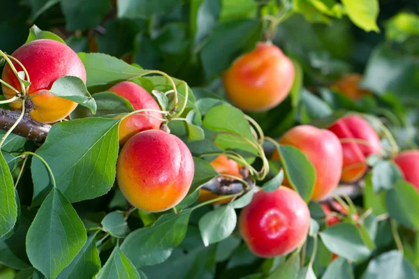 Einige Aprikosen Liegen Zum Pflücken Und Essen Bereit Stockfoto