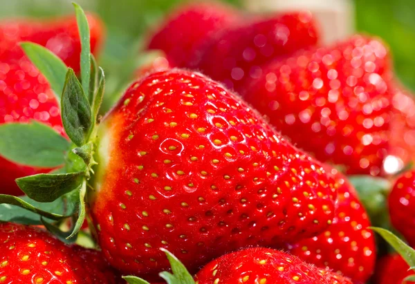 Eine Rote Erdbeere Mit Etwas Mehr Erdbeeren lizenzfreie Stockbilder