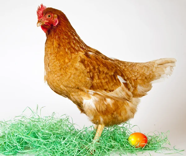 Solitaria gallina con huevo de Pascua Imágenes De Stock Sin Royalties Gratis