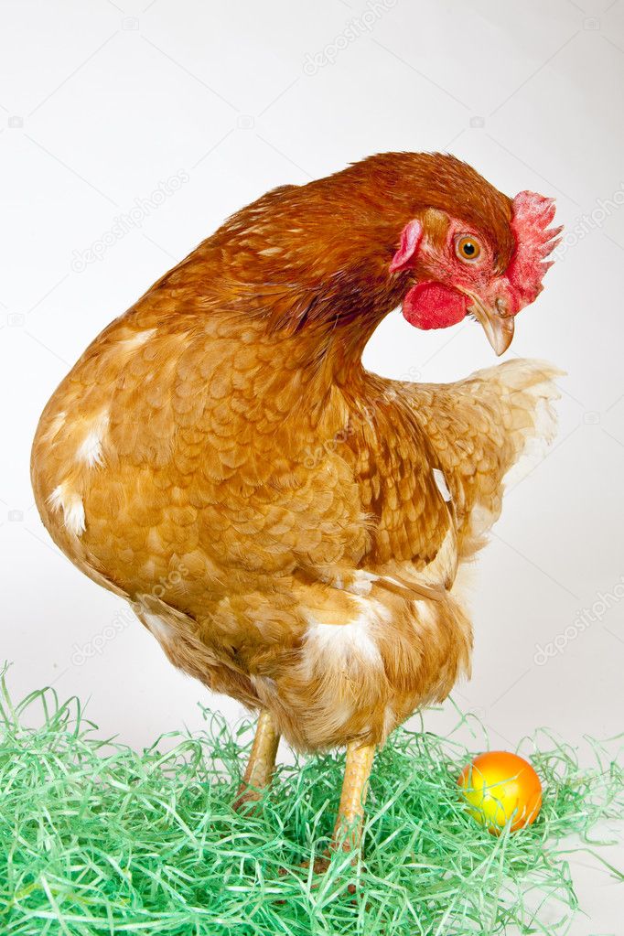 Pictured in Studio with white Background. Colorful Egg with lonely Hen.