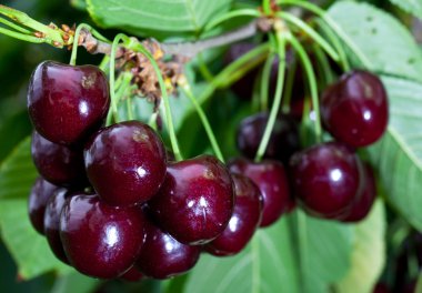 Ripe Cherries hanging on a tree, just before they got picked clipart