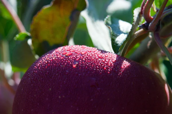 Roter nasser Apfel — Stockfoto