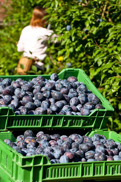 stock image Women picking plums