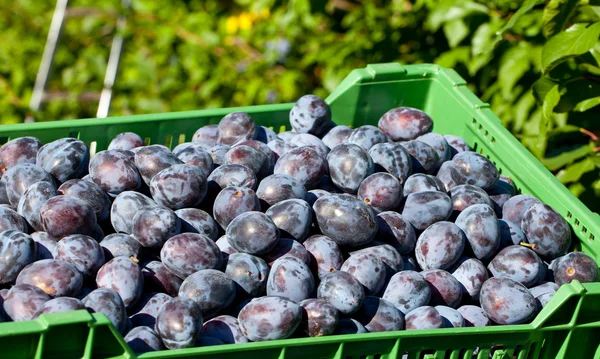 stock image Picked Plums