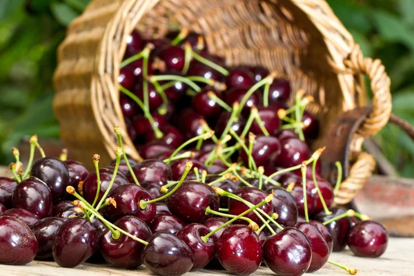 Stock image Harvested Cherries