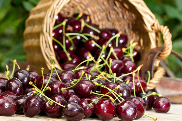 Harvested Cherries Stock Image