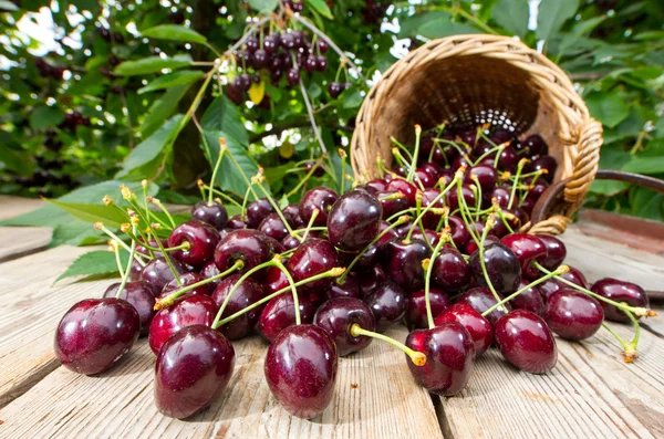 Harvested Cherries Stock Photo