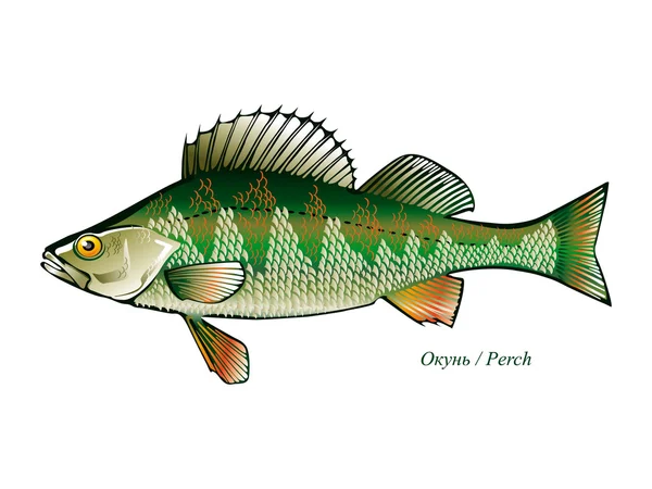 Tipo Peces Agua Dulce Silueta Pescado Objetos Fondo Aislado Ilustración — Vector de stock