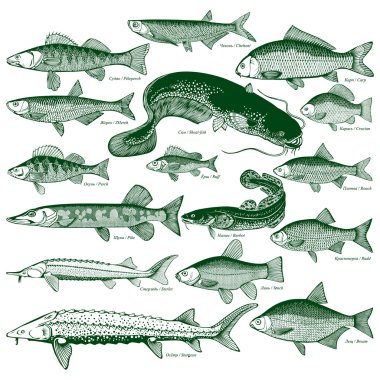 Fish freshwater vector 1