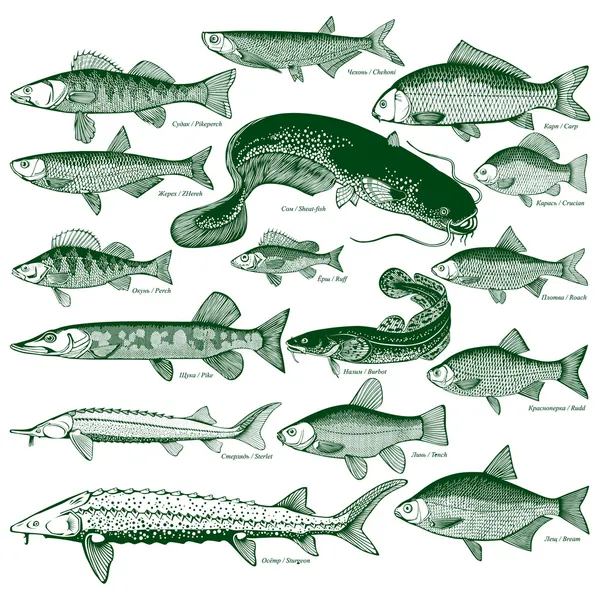 Ryby słodkowodne wektor — Wektor stockowy