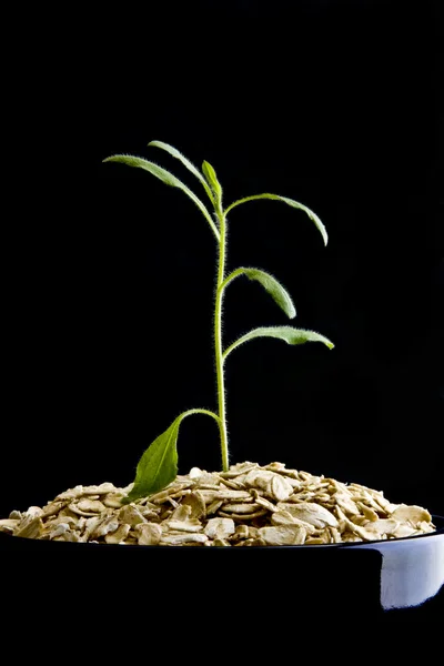 黒の背景にドライ オートミールのボウルから育つ小さな植物 — ストック写真