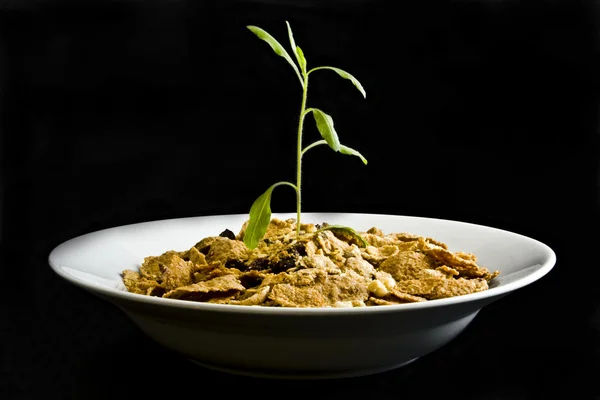黒の背景上でボウルで穀物から成長している小さな植物 — ストック写真