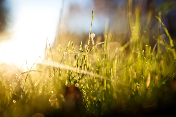 stock image background with sun and grass