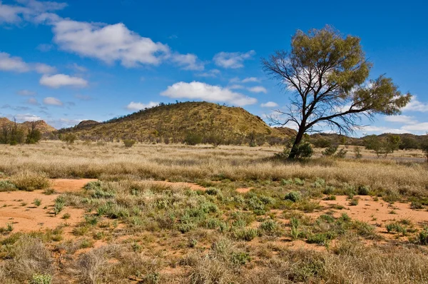 Австралийский Ландшафт Северной Территории Австралия — стоковое фото