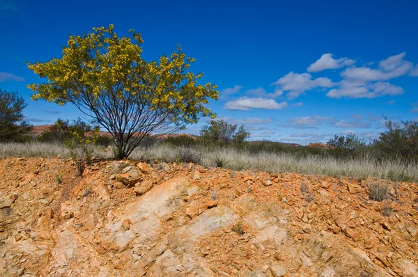 Australsk landskab - Stock-foto