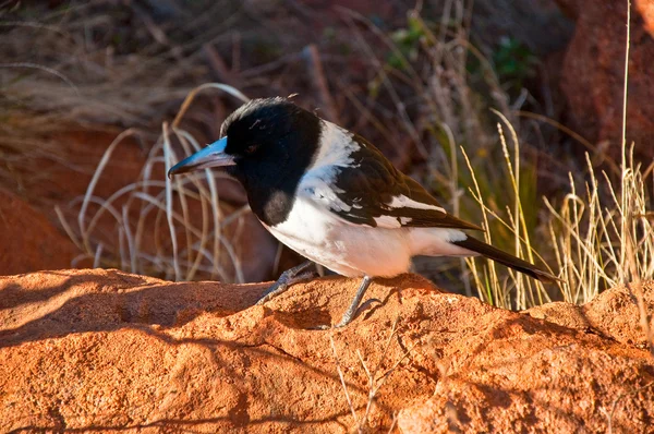 stock image Australian bird in the red centre desert, australia