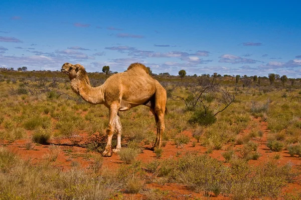 Stock image Wild Camel