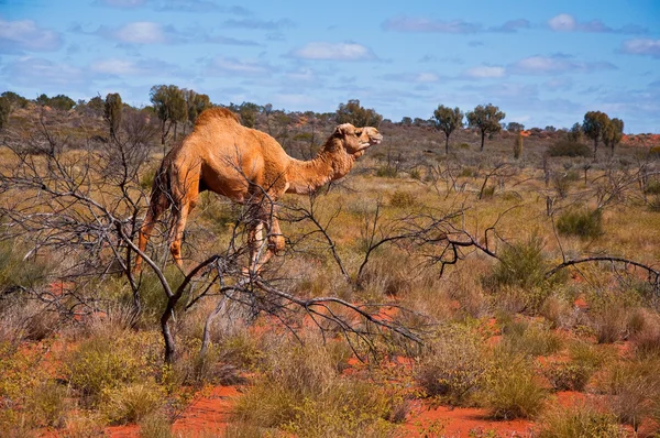 Άγρια καμήλα — Φωτογραφία Αρχείου