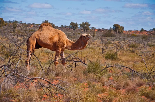 Stock image Wild camel in the australian outback