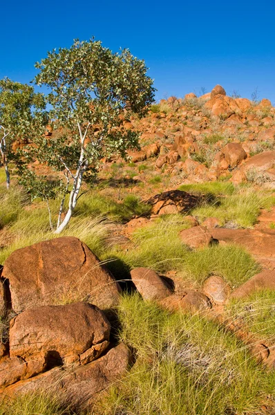 Landskap Australiensiskt Outback Nordterritoriet — Stockfoto