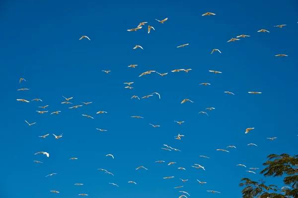 Gli uccelli australiani — Foto Stock