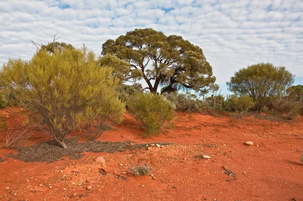 Австралийский Пейзаж Южная Австралия — стоковое фото