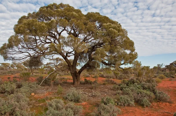Pejzaż Australijski Australia Południowa — Zdjęcie stockowe