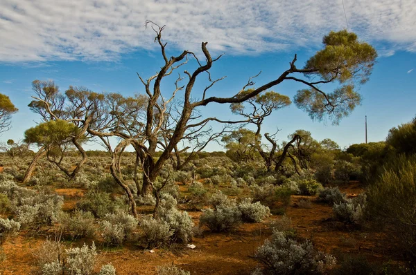 Пейзаж Австралии — стоковое фото