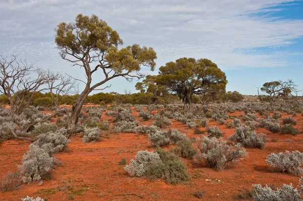 Австралийский Пейзаж Южная Австралия — стоковое фото