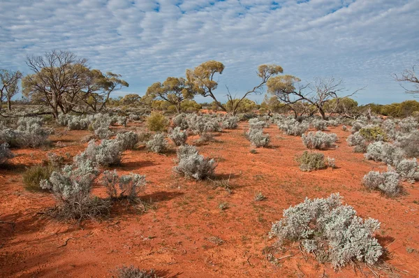 Австралійський Краєвид Південна Австралія — стокове фото
