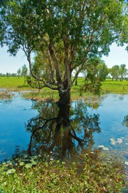 Kakadu National Park clipart