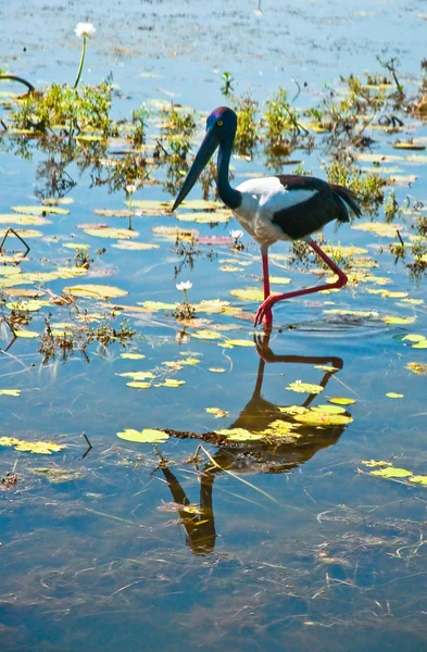 Uccello al parco nazionale di Kakadu — Foto Stock