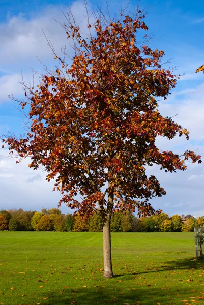 stock image Autumn maple on its own