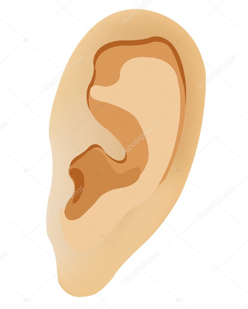The human ear. Vector illustration