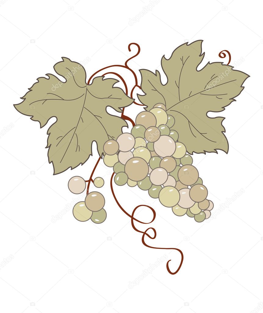 Vector stylized retro grape vine.