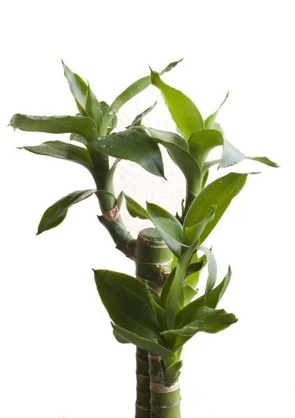 stock image Young sprout of green bamboo on white background. isolated.