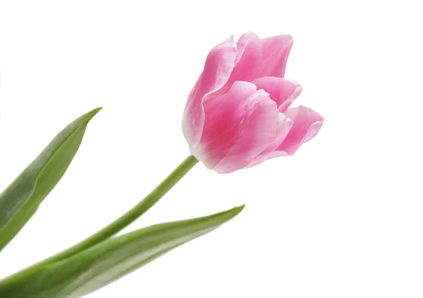 白色背景上美丽的粉红郁金香. 免版税图库图片