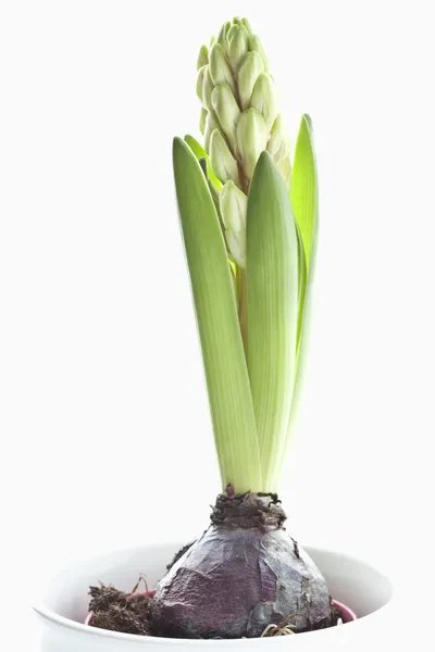 Egy Növény Eine Kleine Hyazinthenpflanze Jácint — Stock Fotó