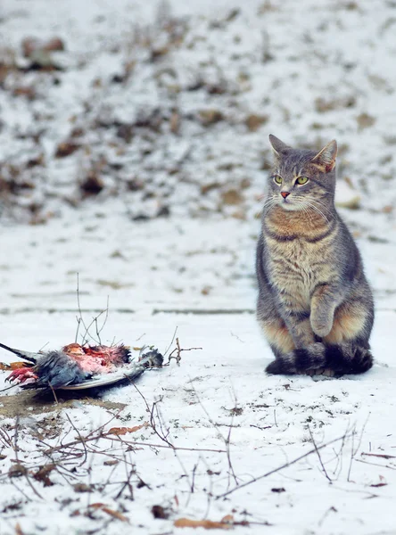 stock image Cat`s hunting