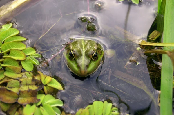 stock image Green frog peeps out of the water, swim around the green algae