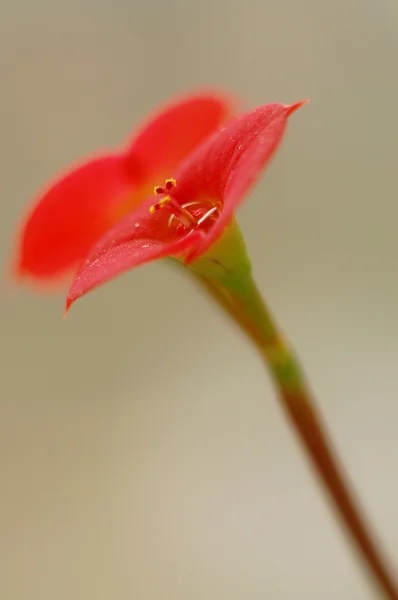 Röda blommor — Stockfoto