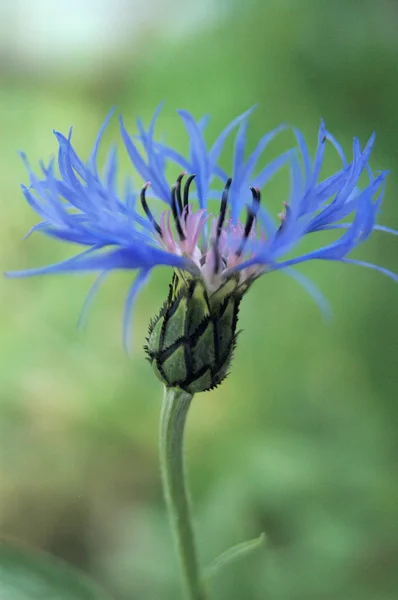 knapweed çiçek