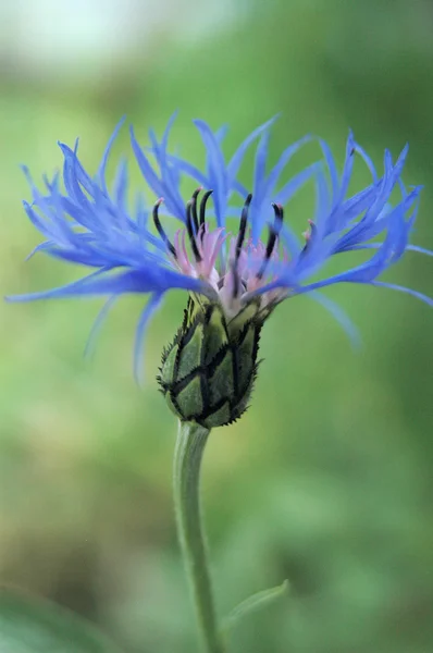 Knapweed flower Stock Image