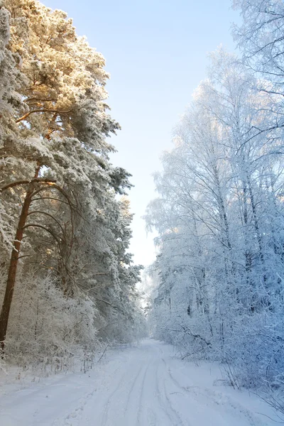 stock image Winter snow forest - the beginning of spring