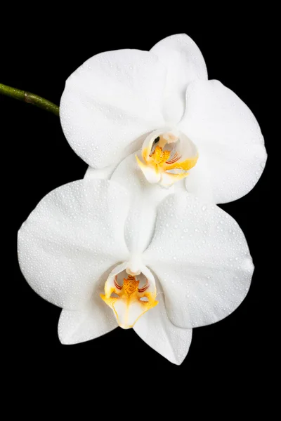 White orchid on a black background — Stock Photo, Image