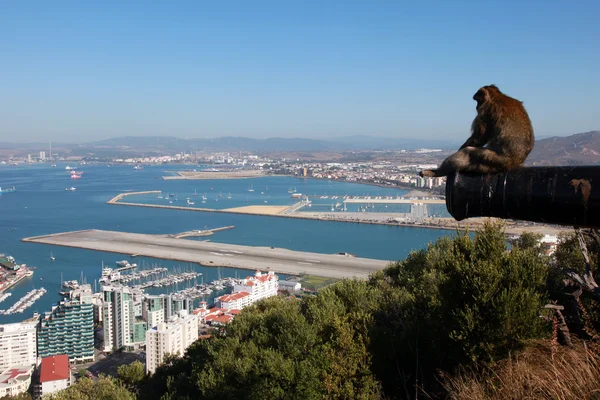 stock image One of the famous macaque apes is looking over Gibraltar The runway of the airport can be seen