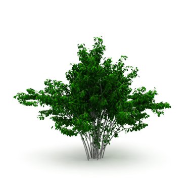 Decorative bush isolated clipart