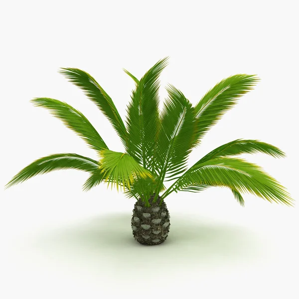 Petit palmier décoratif isolé — Photo