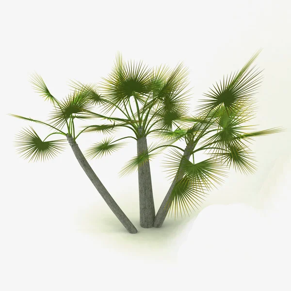 Dekorativa palm isolerade — Stockfoto